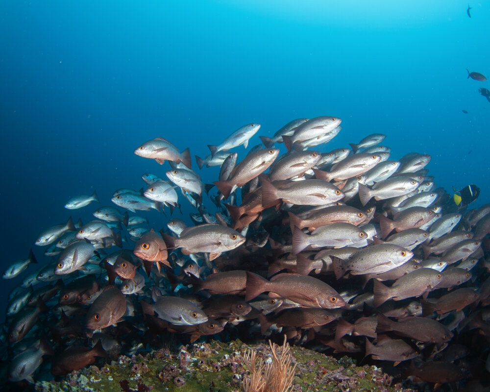 The whipper snapper (Lutjanus jordani)