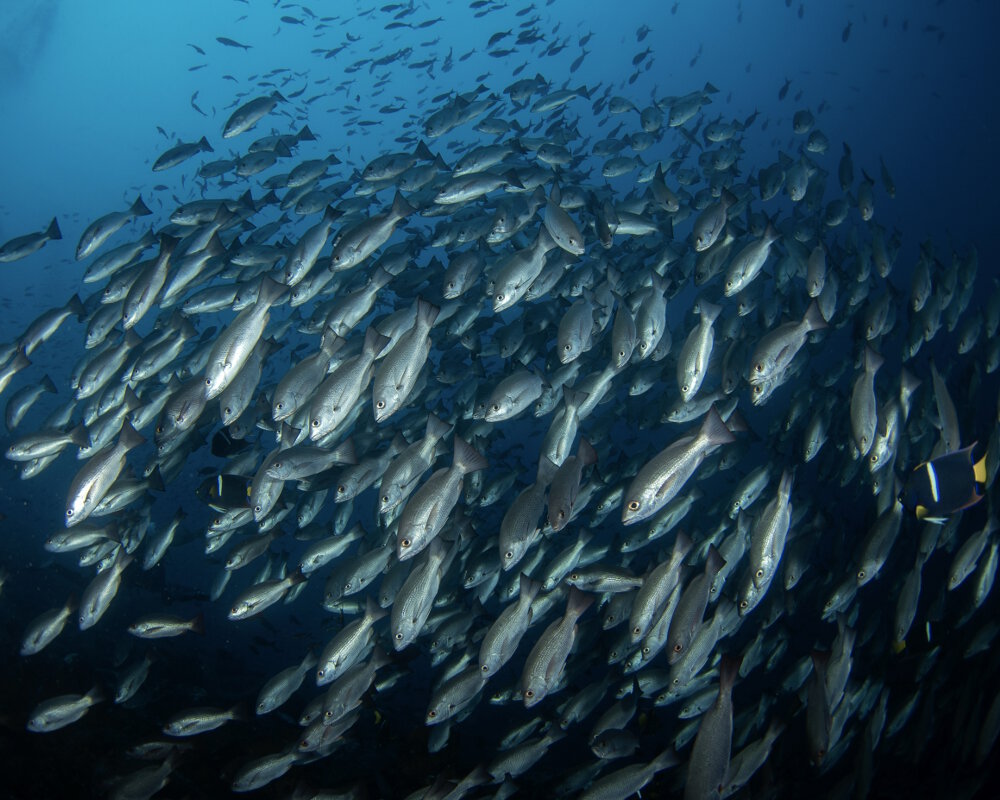 The whipper snapper (Lutjanus jordani)