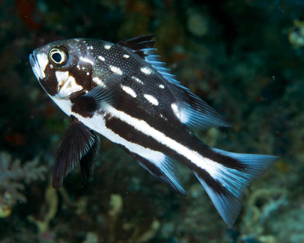 Le vivaneau minuit (Macolor macularis)