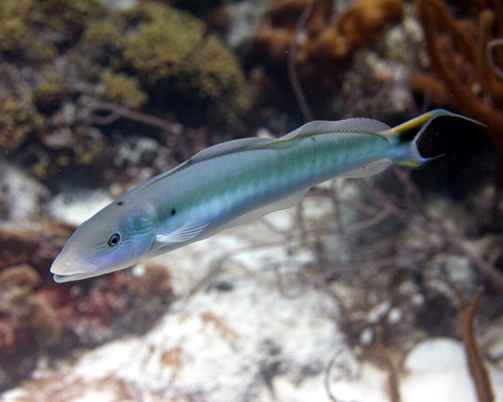 The sand tilefish (Malacanthus plumieri)