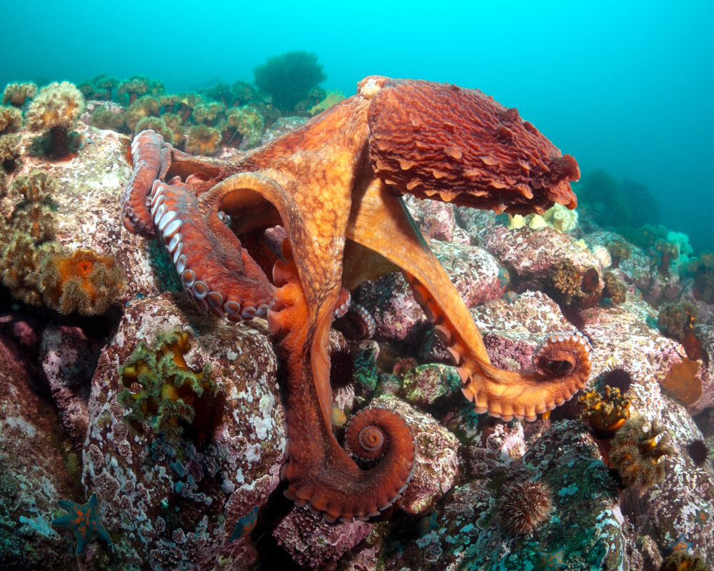 The north pacific giant octopus is a species of cephalopod that primarily inhabits the coastal waters of the North Pacific, notably in Alaska, Canada, the United States, and Japan. It is famous for its impressive size and remarkable intelligence. This octopus is one of the largest representatives of its family.