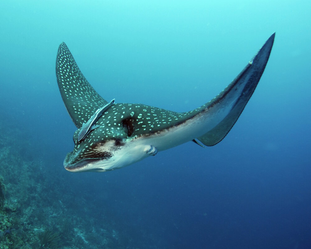 La raie aigle à points blancs de l'Atlantique (Aetobatus narinari)