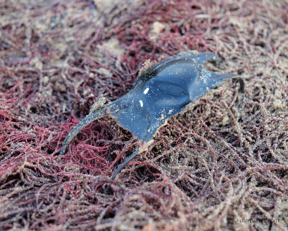 Une capsule d'oeuf de raie échouée sur une plage de Vendée