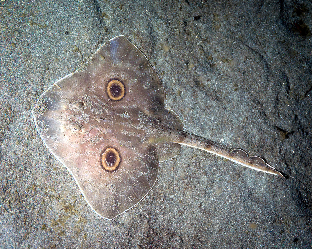 La raie géante à deux yeux (Raja binoculata)