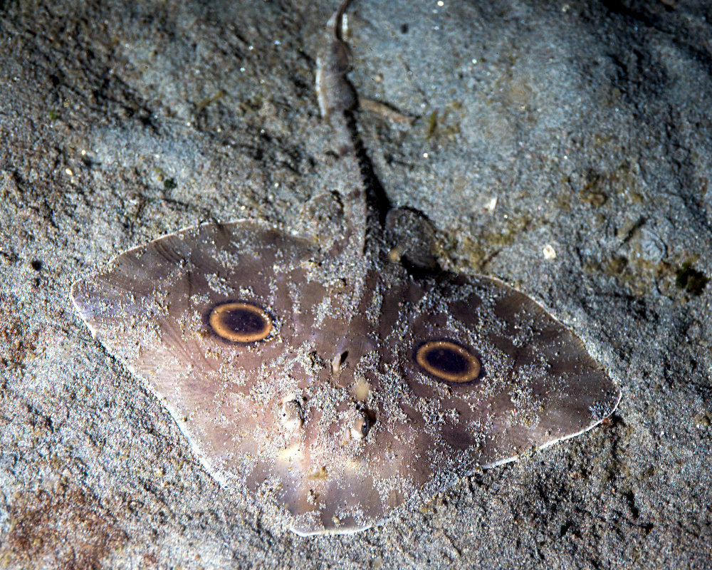 La raie géante à deux yeux (Raja binoculata)