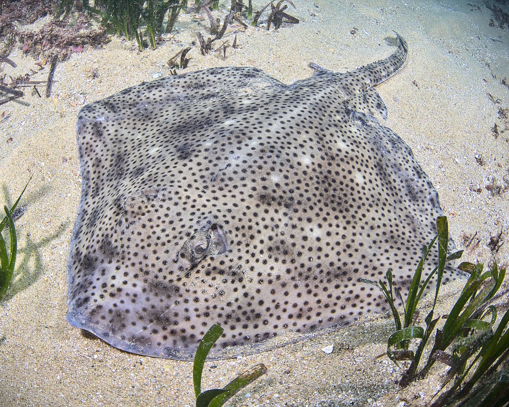 La raie lisse (Raja brachyura)