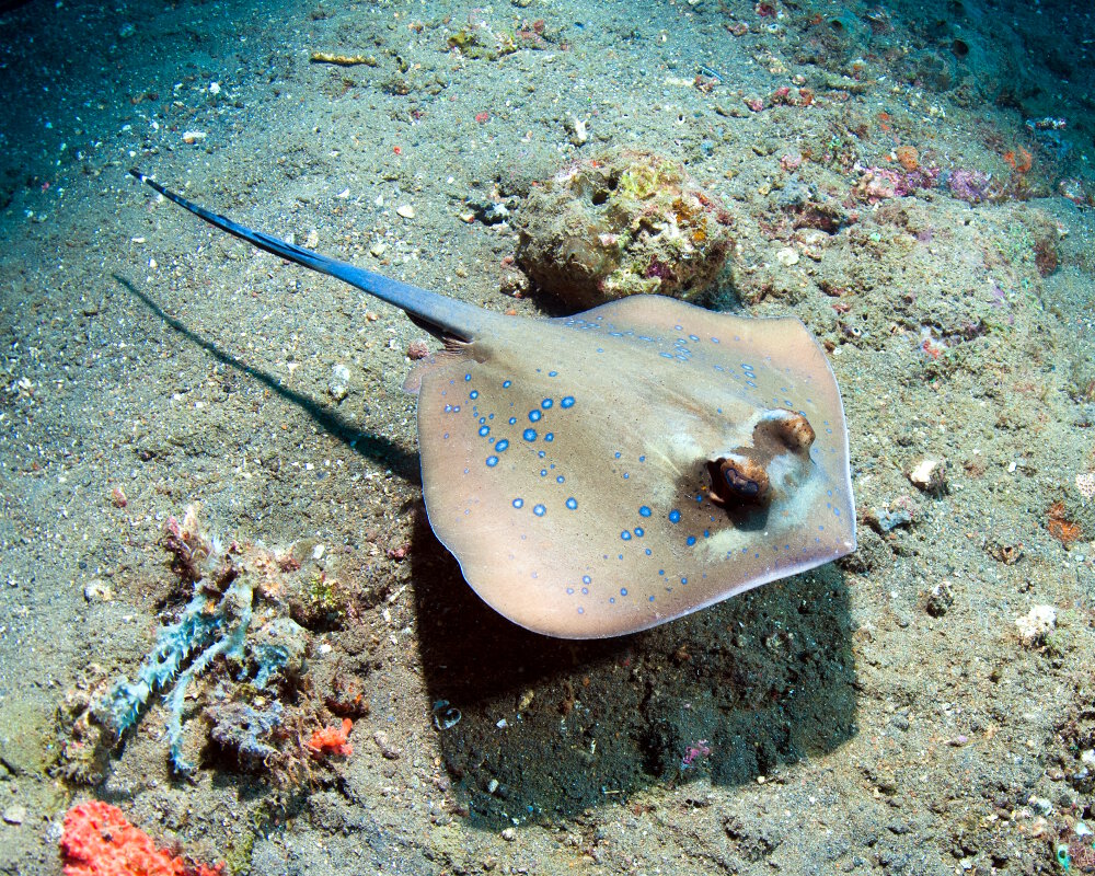 La raie pastenague à pois bleus (Taeniura lymma)