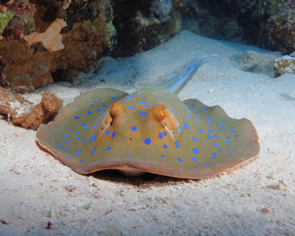 La raie pastenague à pois bleus (Taeniura lymma)