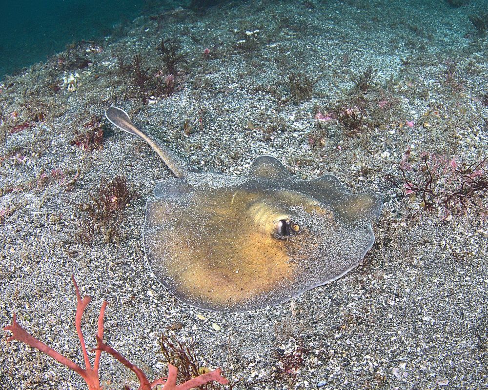 La raie pastenague sépia (Urolophus aurantiacus) La raie pastenague sépia (Urolophus aurantiacus)