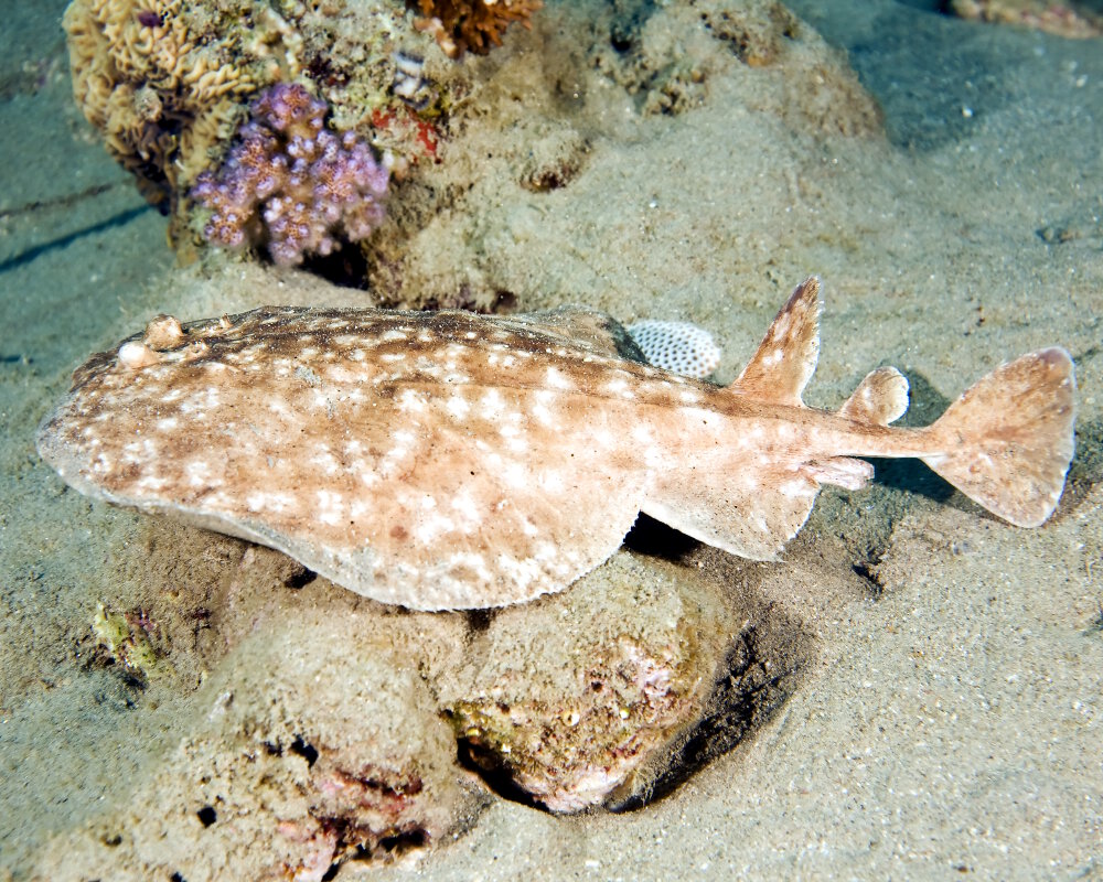 La raie torpille tachetée (Torpedo fuscomaculata)