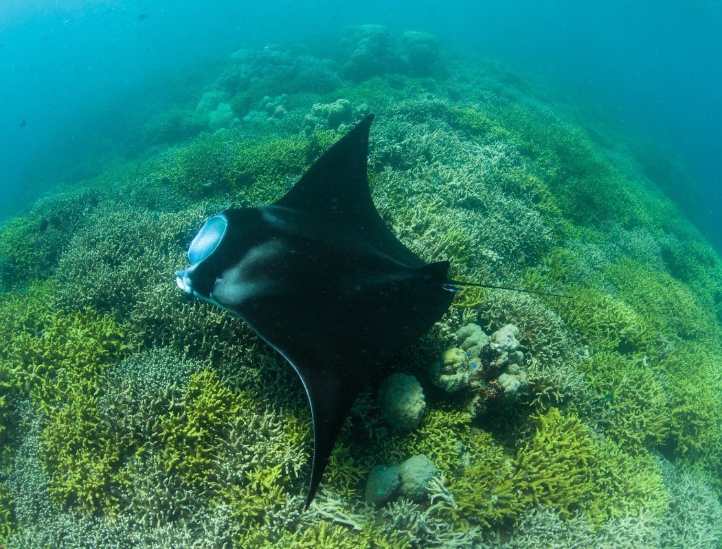 Une raie manta de récif (Mobula alfredi) nageant au-dessus d'une station de nettoyage peu profonde