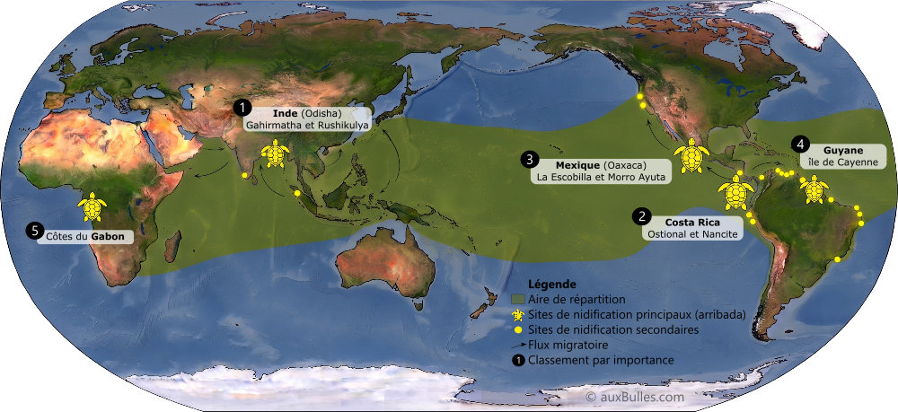 Répartition géographique et principaux sites de nidification de la tortue olivâtre (Lepidochelys olivacea)