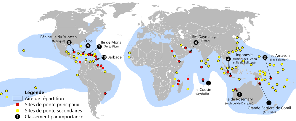 Répartition géograpique et sites de ponte de la tortue imbriquée