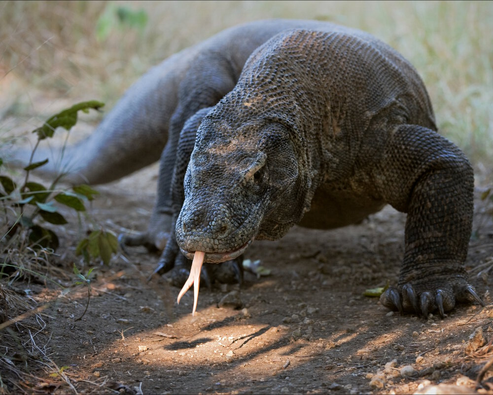 Le dragon de Komodo (<i>Varanus komodoensis</i>)