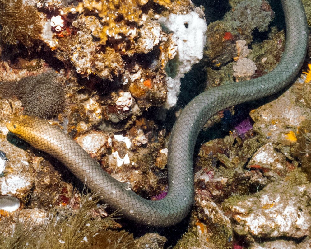 Serpent de mer olive (Aipysurus laevis) | Reptiles marins | Vie marine