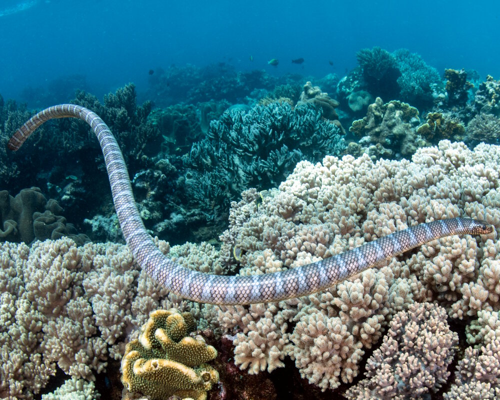 Serpent de mer tricot ray Laticauda semifasciata C tac s