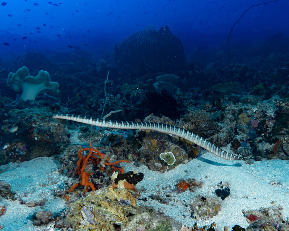 Serpent de mer tricot ray Laticauda semifasciata C tac s