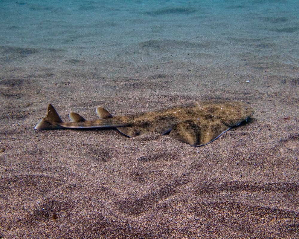 Le requin ange de mer commun (Squatina squatina)