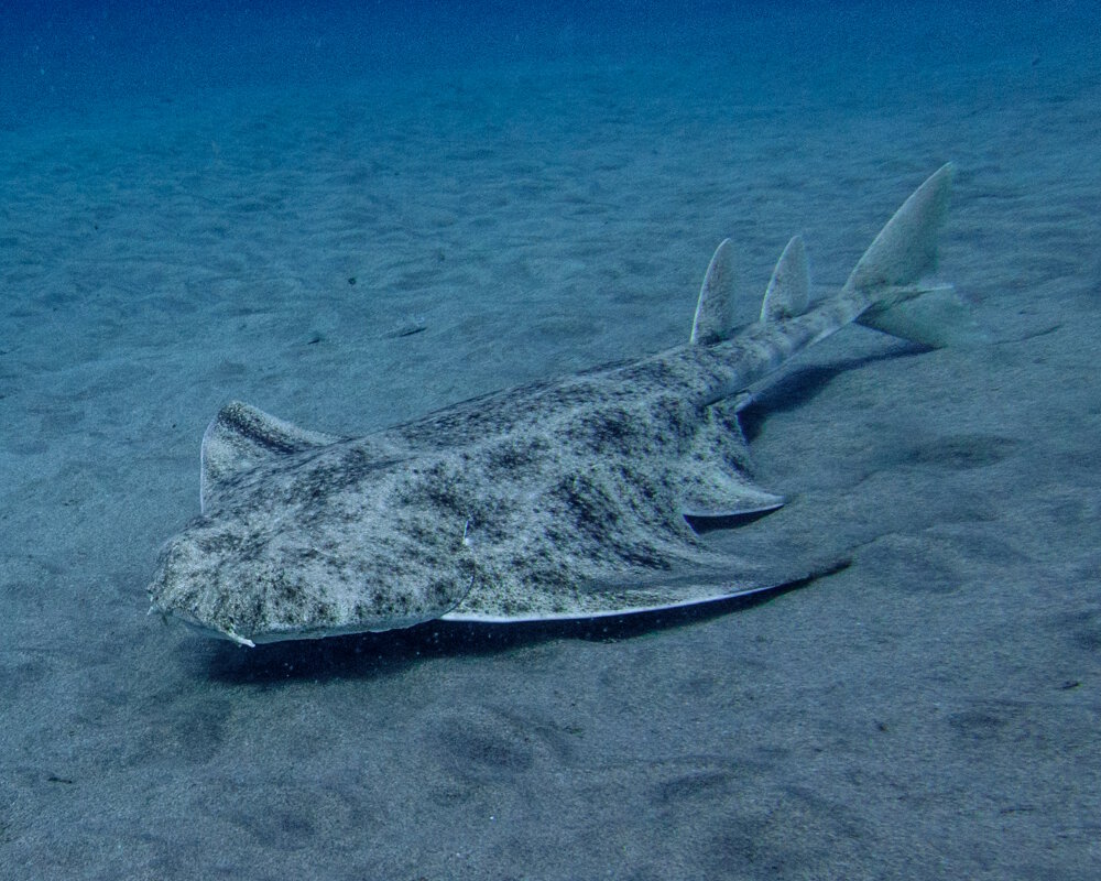 Le requin ange de mer commun (Squatina squatina)