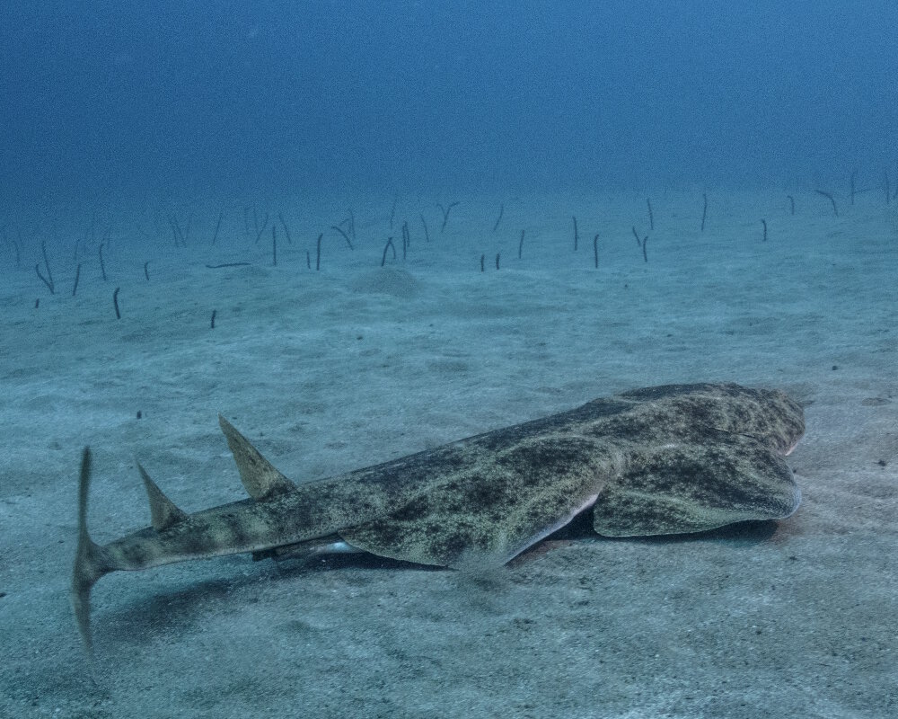 Le requin ange de mer commun (Squatina squatina)