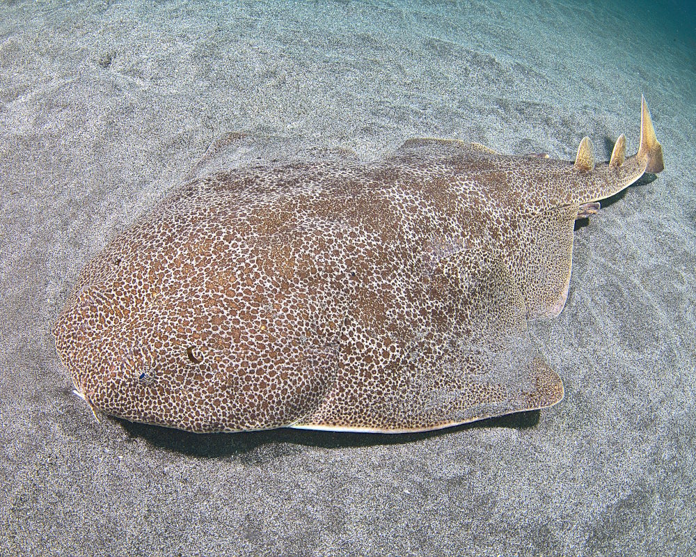 Le requin ange de mer japonais (Squatina japonica)