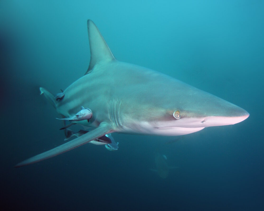 The blacktip shark (Carcharhinus limbatus)