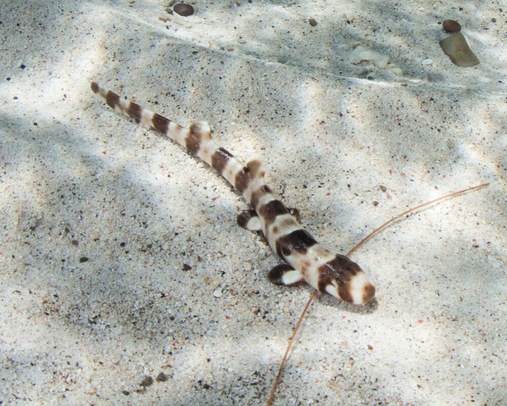 Un jeune requin chabot grivelé (Hemiscyllium freycineti)