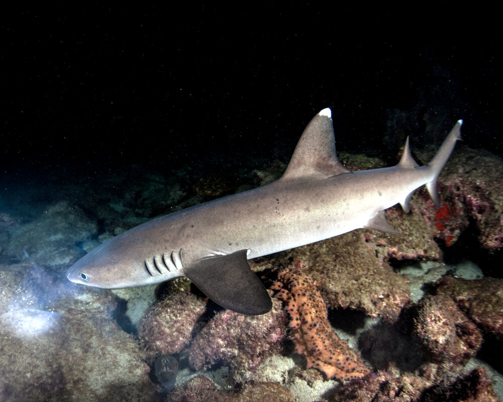 Le requin corail (Triaenodon obesus)