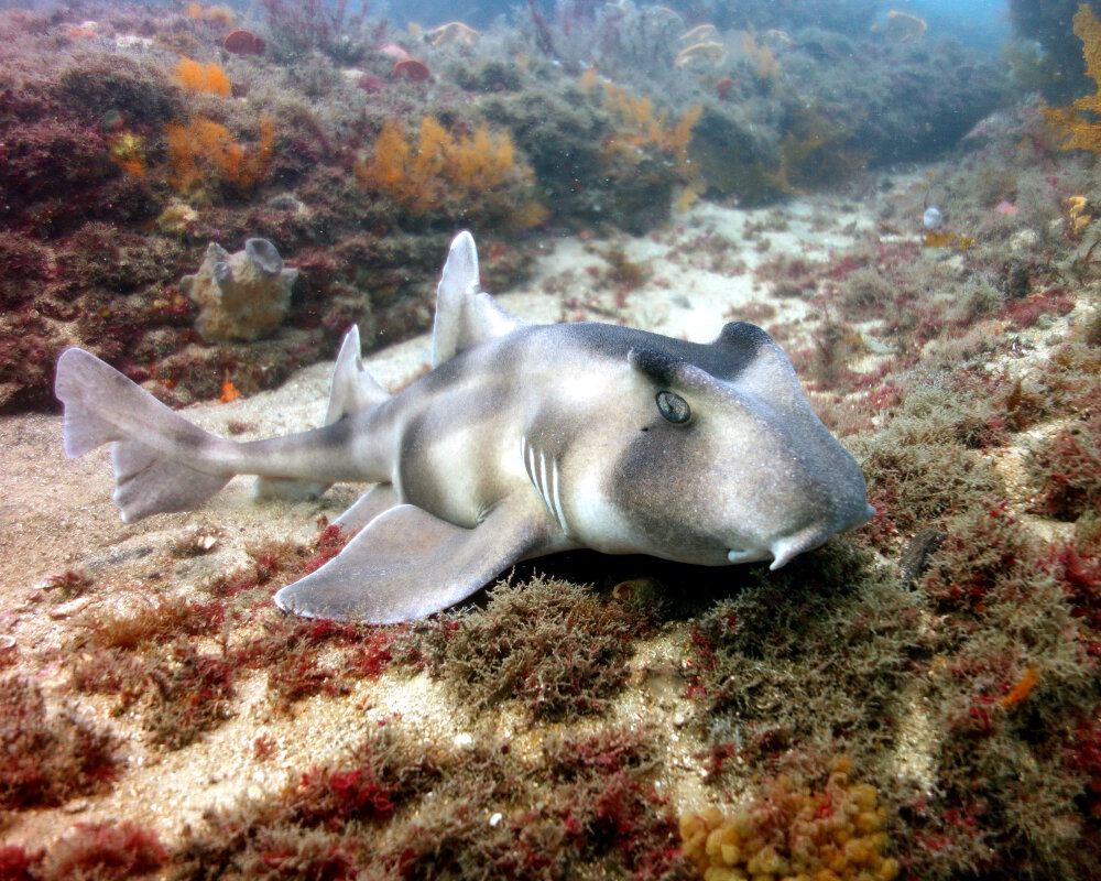 Le requin dormeur à crête (Heterodontus galeatus)