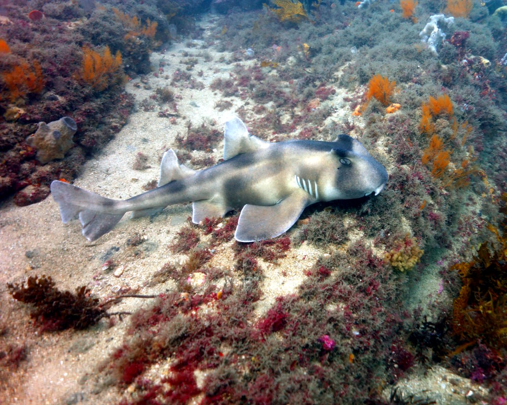 Le requin dormeur à crête (Heterodontus galeatus)