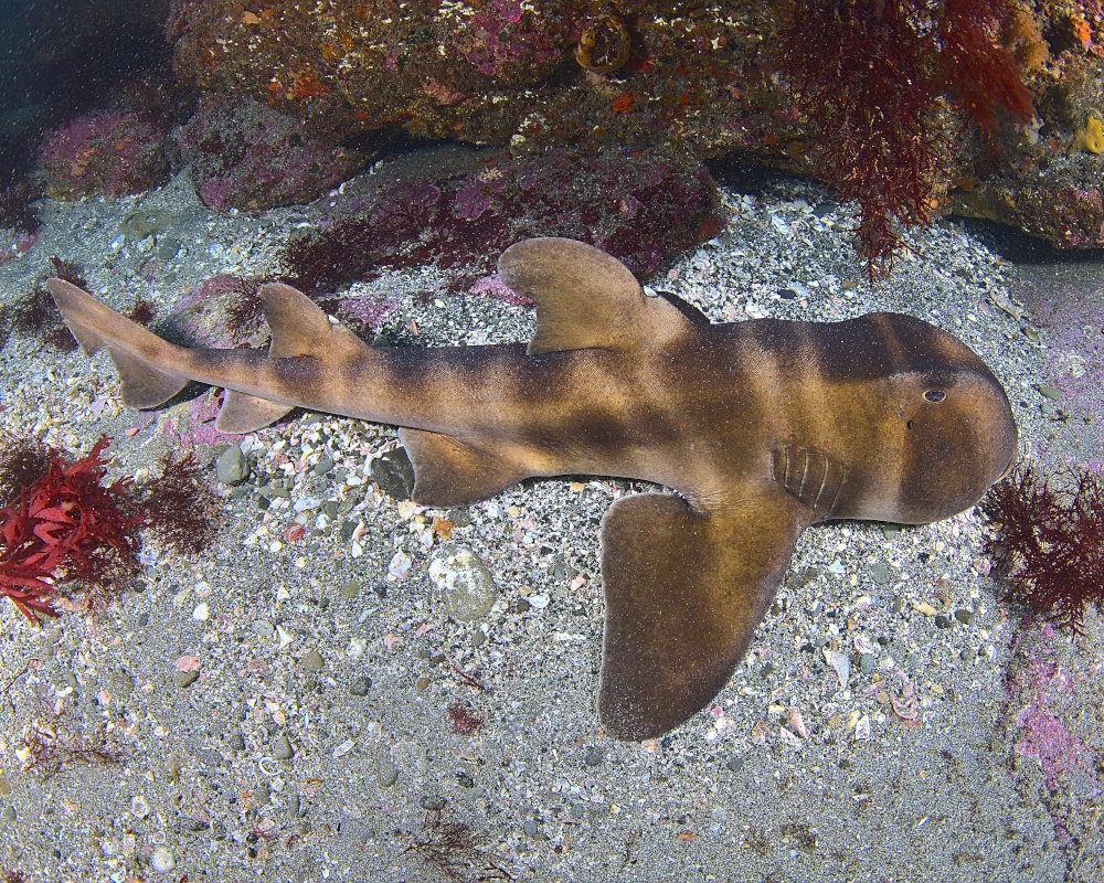 Le requin dormeur nekozame (Heterodontus japonicus)