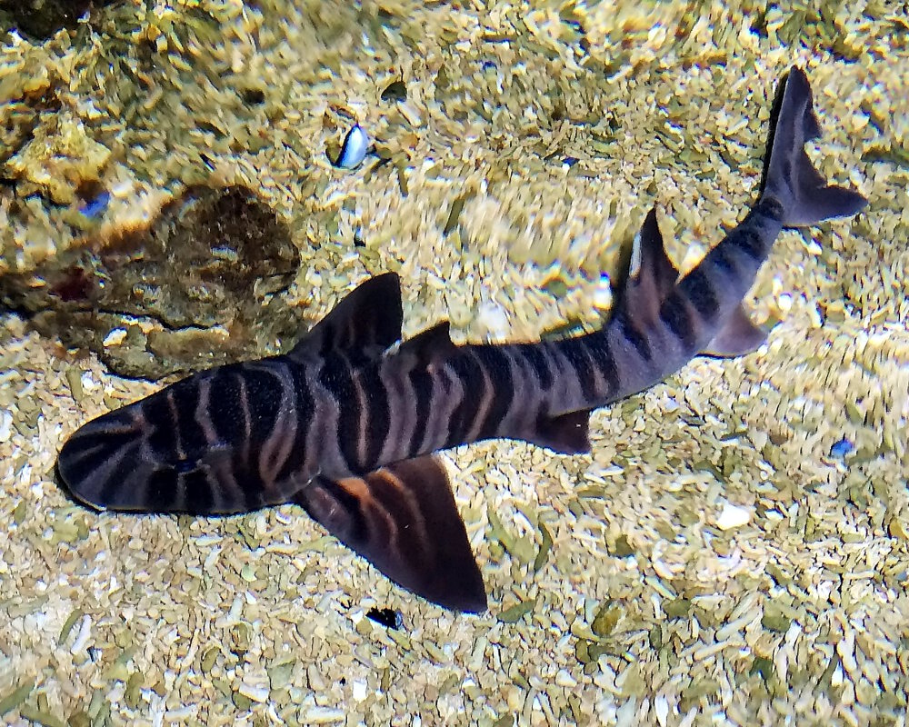 Le requin dormeur zèbre (Heterodontus zebra)