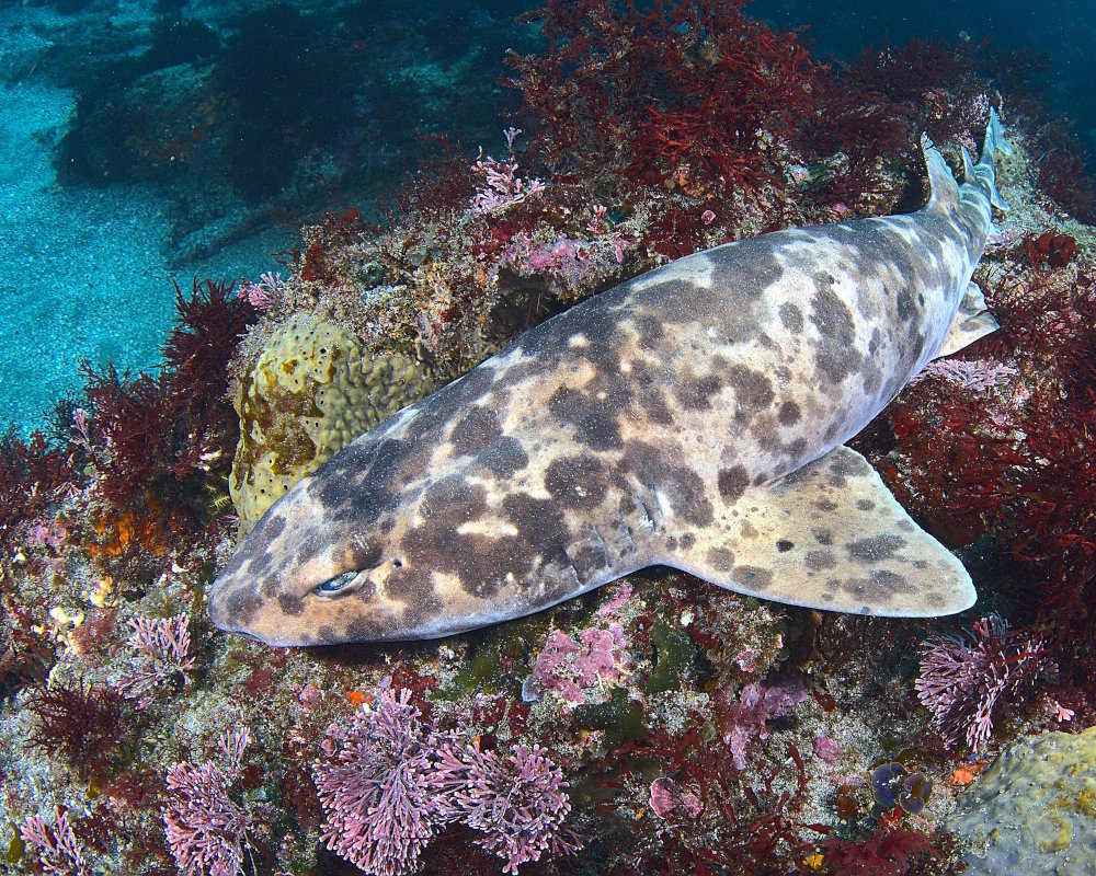 L'holbiche tachetée (Cephaloscyllium umbratile)
