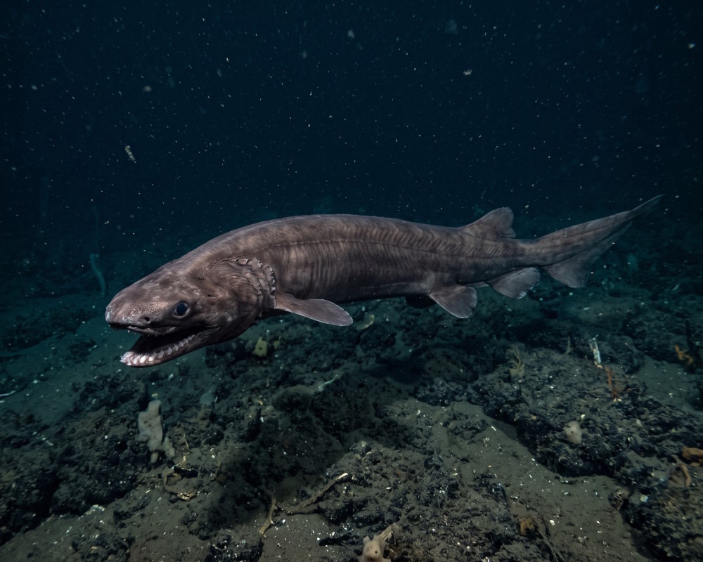 Le requin lézard (Chlamydoselachus anguineus) est un requin des grandes profondeurs à l'apparence très particulière