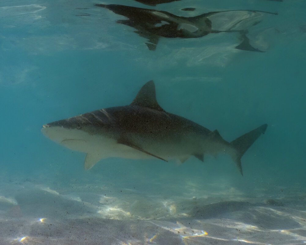 Le requin nez noir (Carcharhinus acronotus)