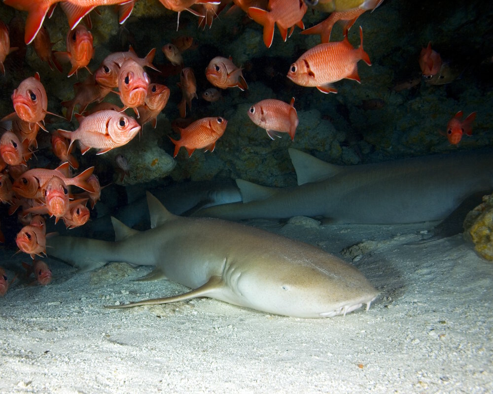 Le requin nourrice fauve (Nebrius ferrugineus)