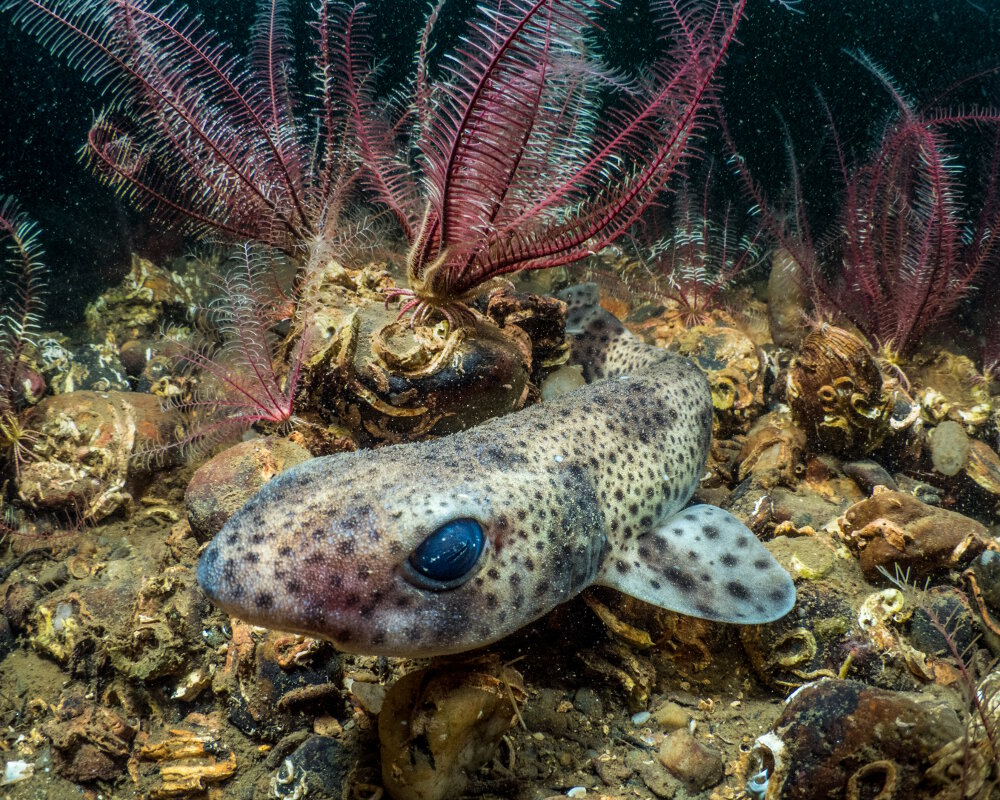 La petite roussette (Scyliorhinus canicula)