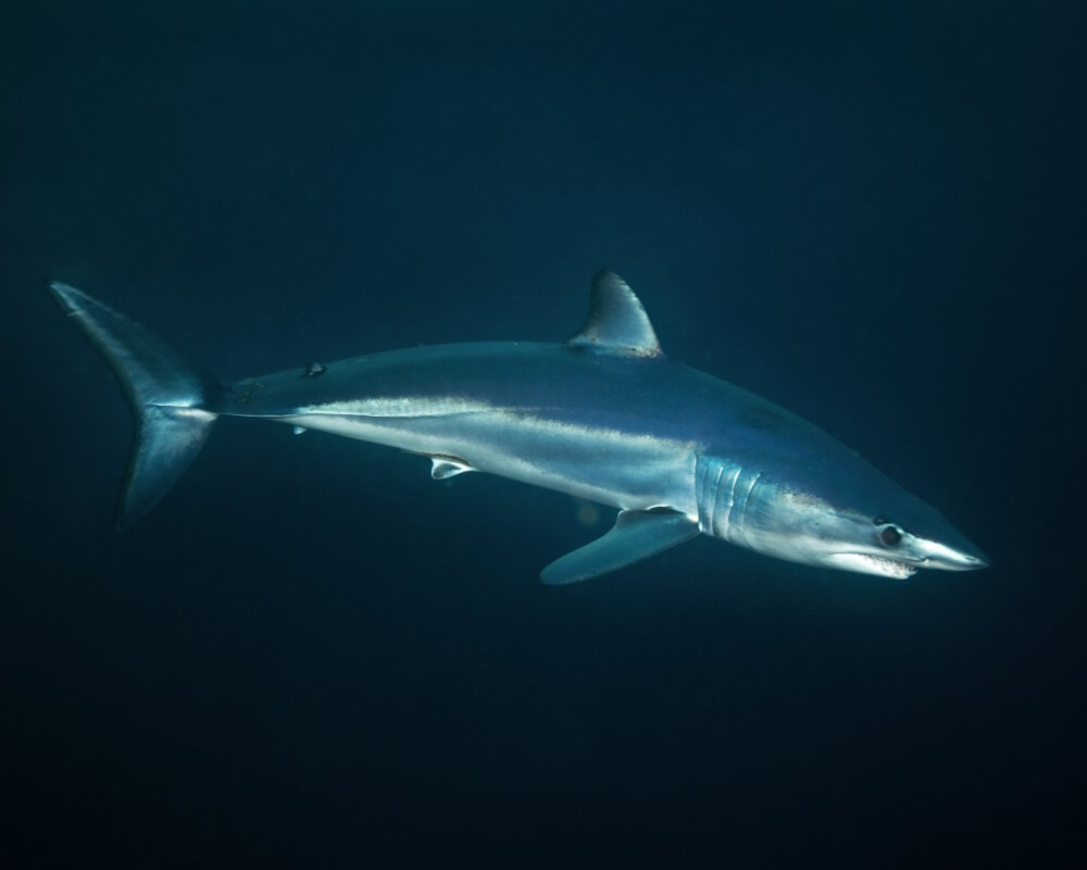 La petite taupe (Isurus paucus) La petite taupe (Isurus paucus)