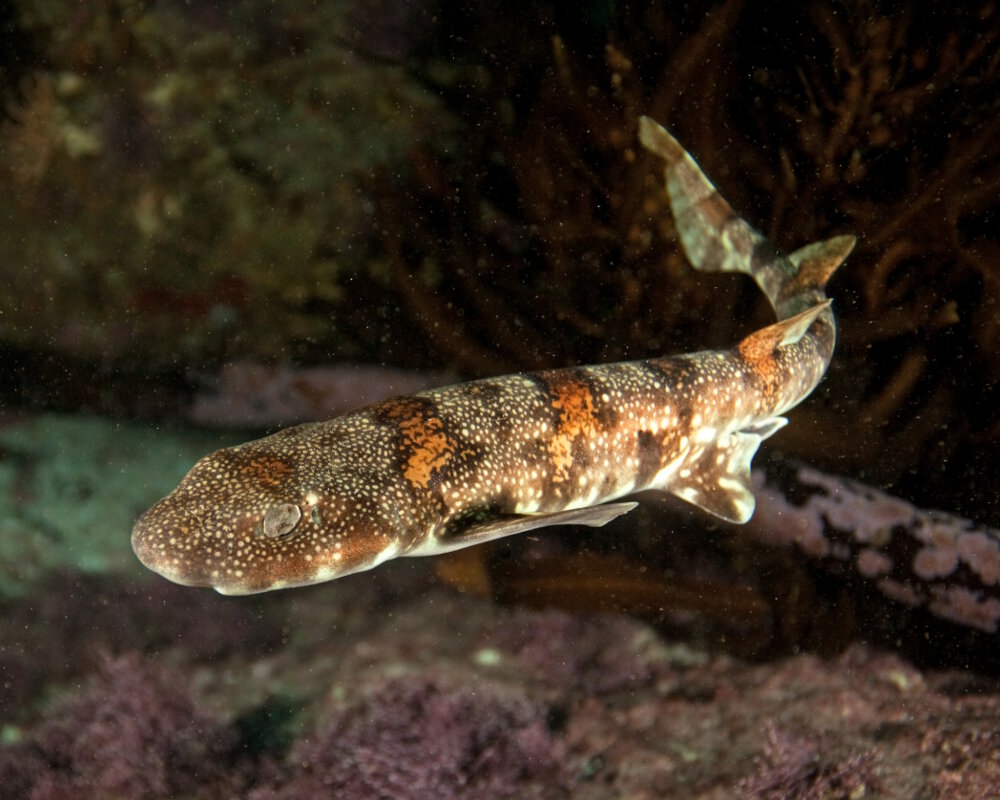 La roussette sombre (Haploblepharus pictus)