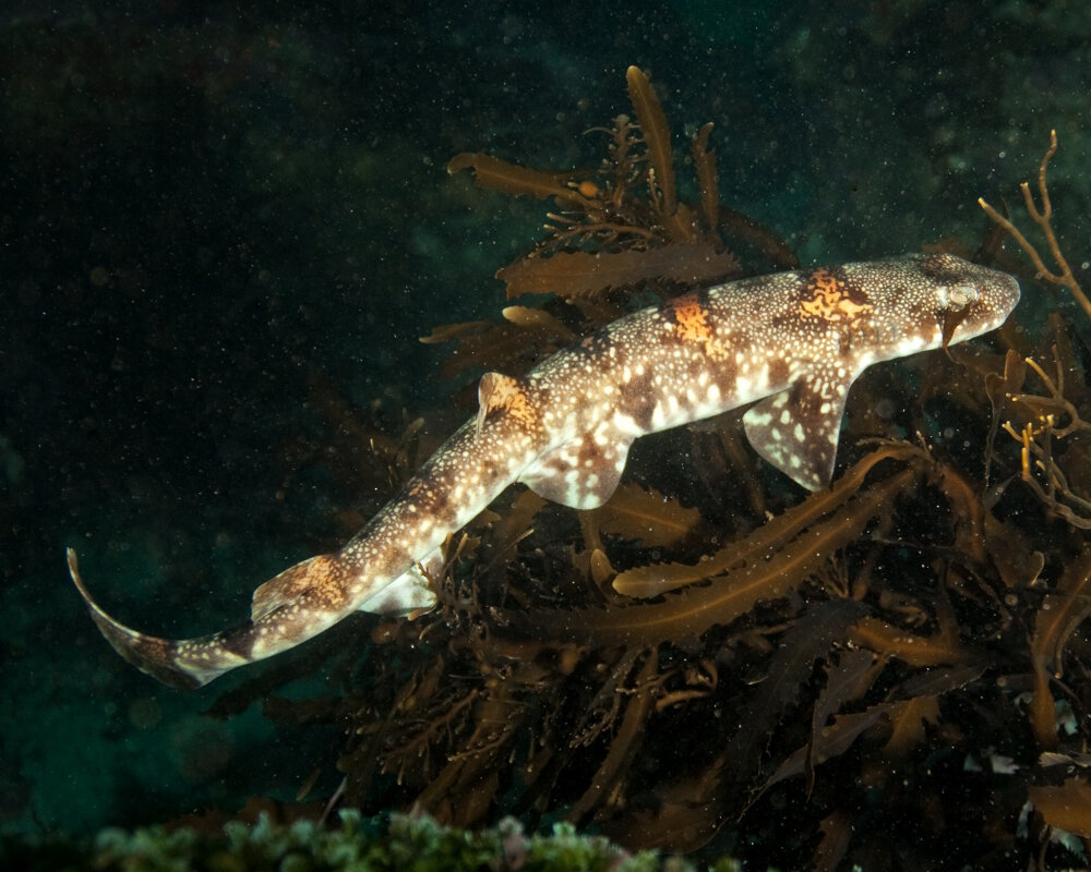 La roussette sombre (Haploblepharus pictus)