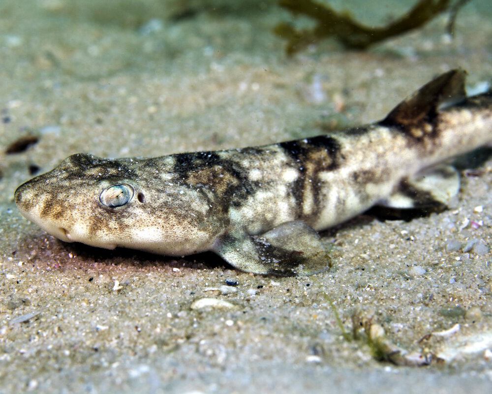 La roussette vipérine (Haploblepharus edwardsii)