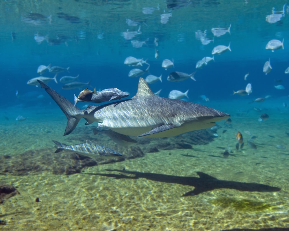 Le requin sombre (Carcharhinus obscurus)