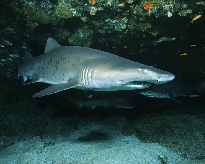 Bio Marine Le Requin Taureau