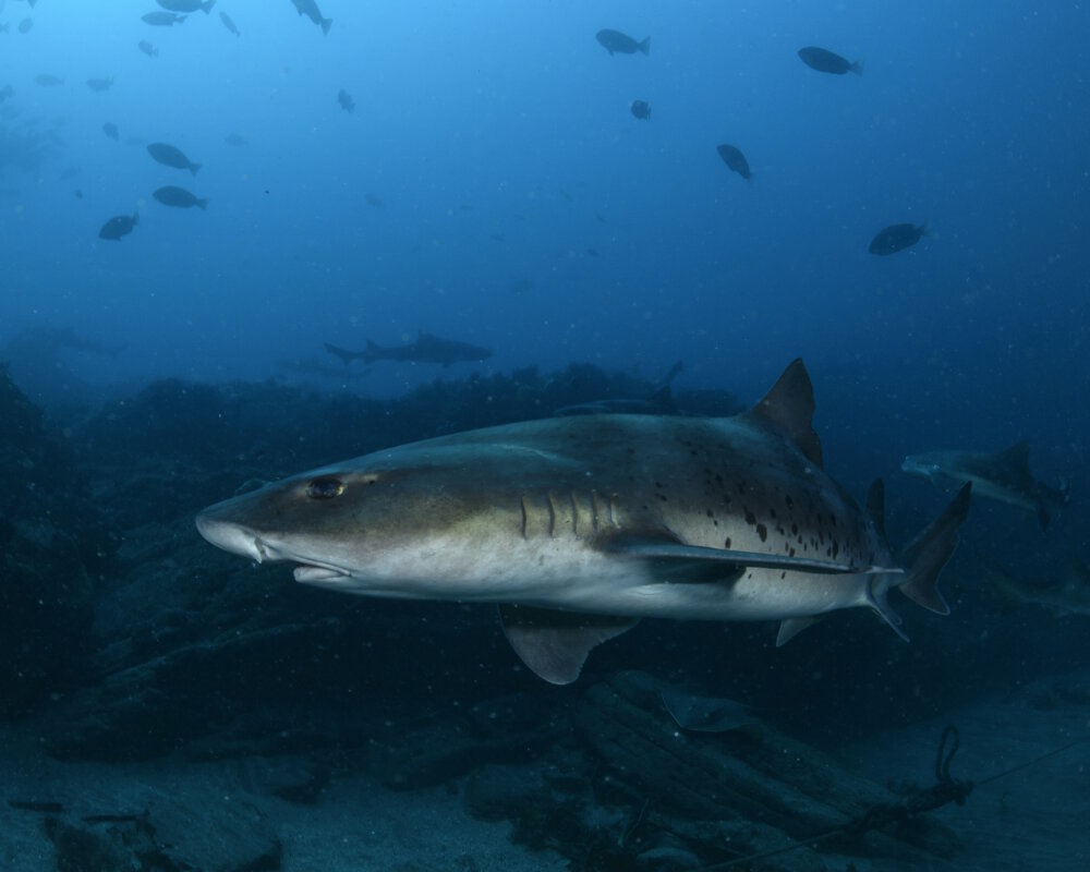 Le requin virli coro (Triakis scyllium)