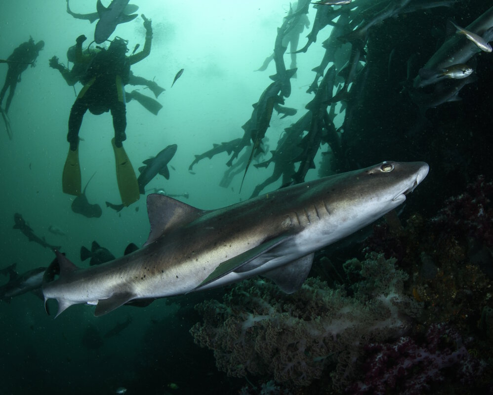 Le requin virli coro (Triakis scyllium)