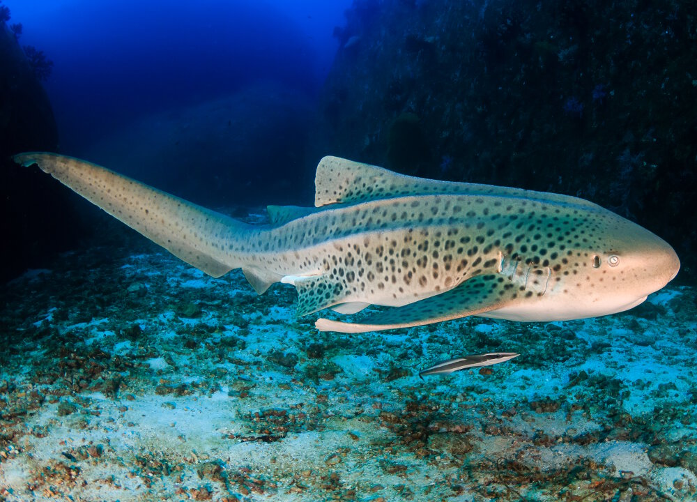 Le requin zèbre (Stegostoma fasciatum)