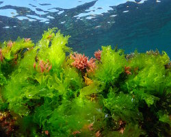 Sea lettuce (Ulva lactuca)