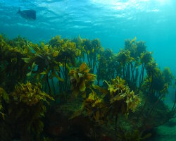 Laminaire commune (Ecklonia radiata) Laminaire commune (Ecklonia radiata)