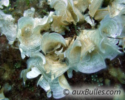 Marine peacock's tail (Padina pavonica)