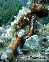 Padine (Padina pavonica)